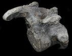 Stegosaurus Cervical Vertebra On Stand - Colorado #36083-5
